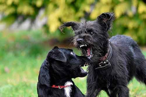 pelea perros negros agresivos sueltos